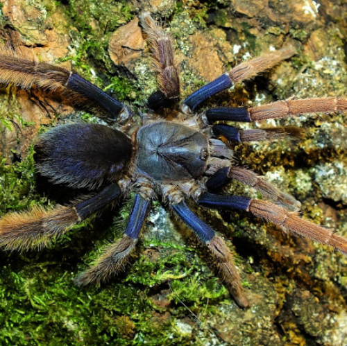cyanocoraxx: blue tarantula species  (psednocnemis brachyramosa, cyriopagopus lividus, coremiocnemis