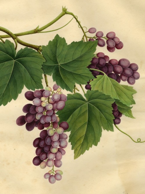 Chinese Trade illustrations, Grapes, 19th century. Watercolor. Arnold Arboretum Archives. Harvard Un