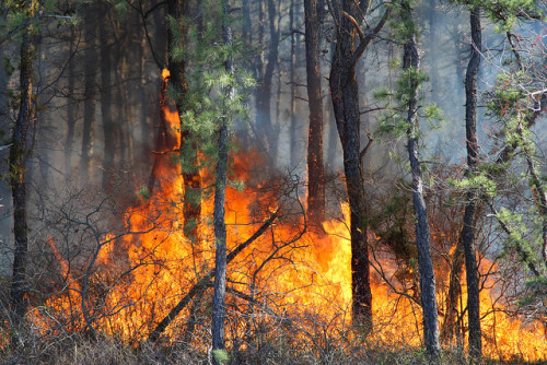 Beachwood/Berkley Twp. Forest Fire by SouthJerseyDevil on Flickr.