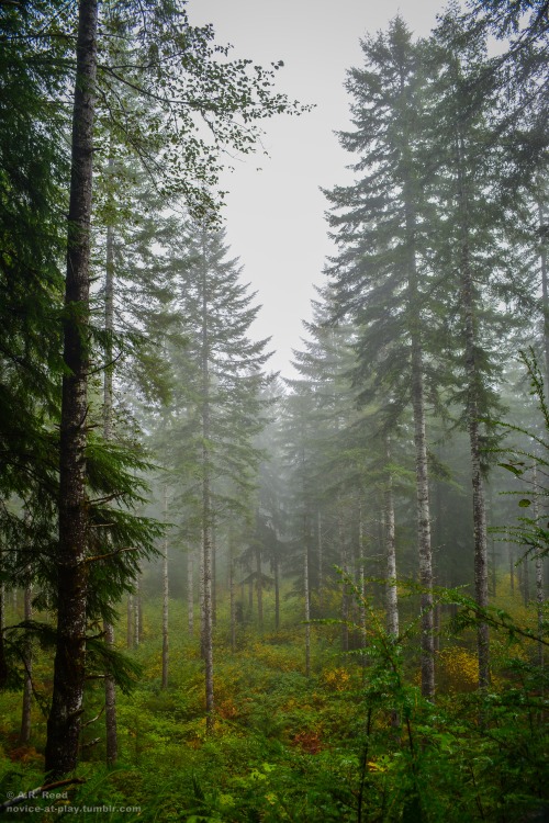 oh-haroo:  novice-at-play:  A Mist-ical Autumn Hike ;)  Personal - Nature 🌲 