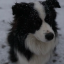 pseud0dog