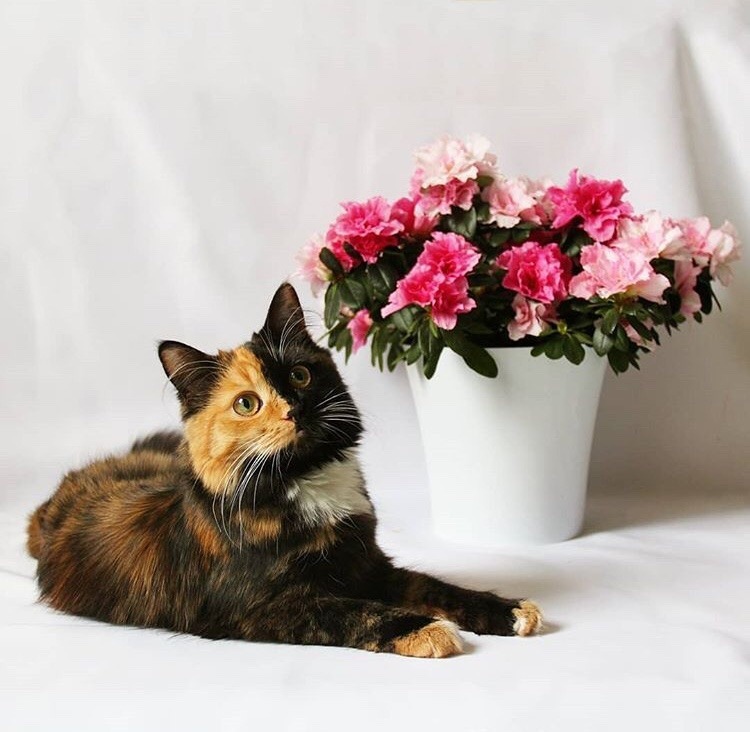 friendly-animals:  (Source)