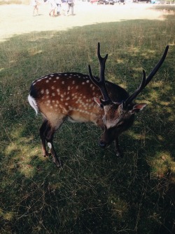 kemmotare: Deer friend 🍃
