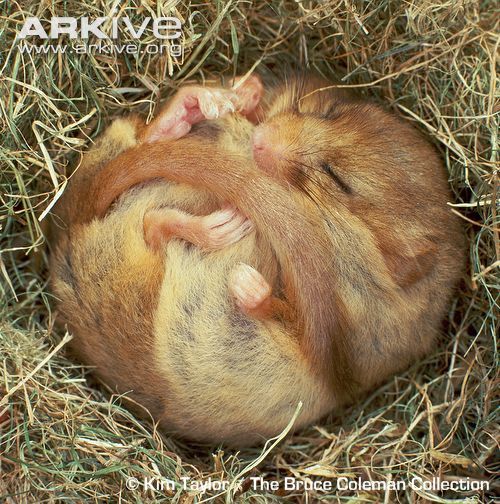 These Are Some Dormice, Pictures Not Made By Me.