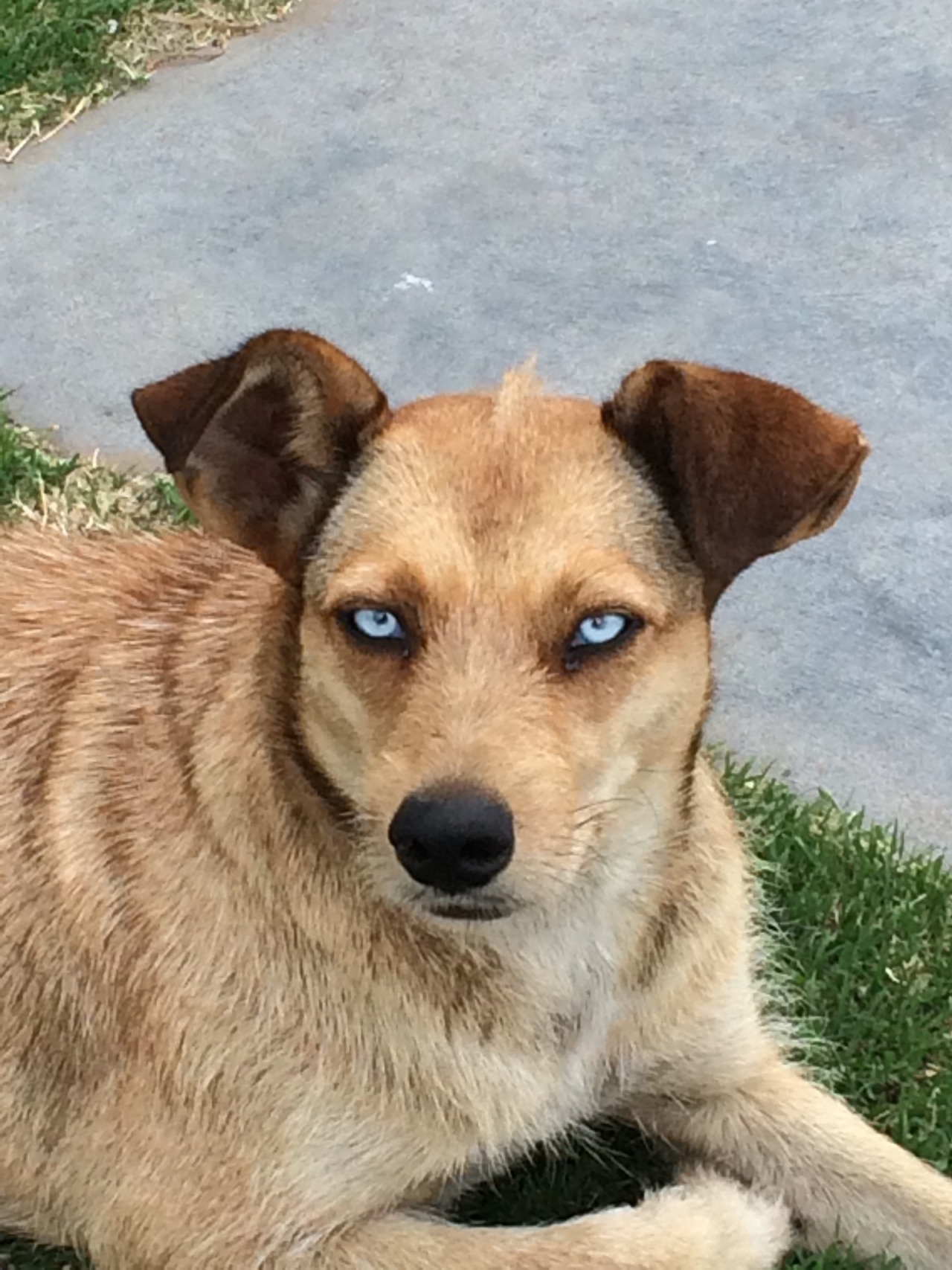 sixpenceee:  Hii, I met this buddy a while ago, I thought he had really amazing eyes