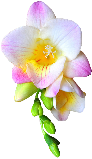 transparent-flowers:  Fresia. Freesia. (x).