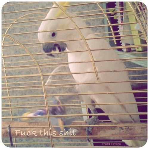 dariadesign:  My parrot as Skywrath Mage :D(Just kidding)