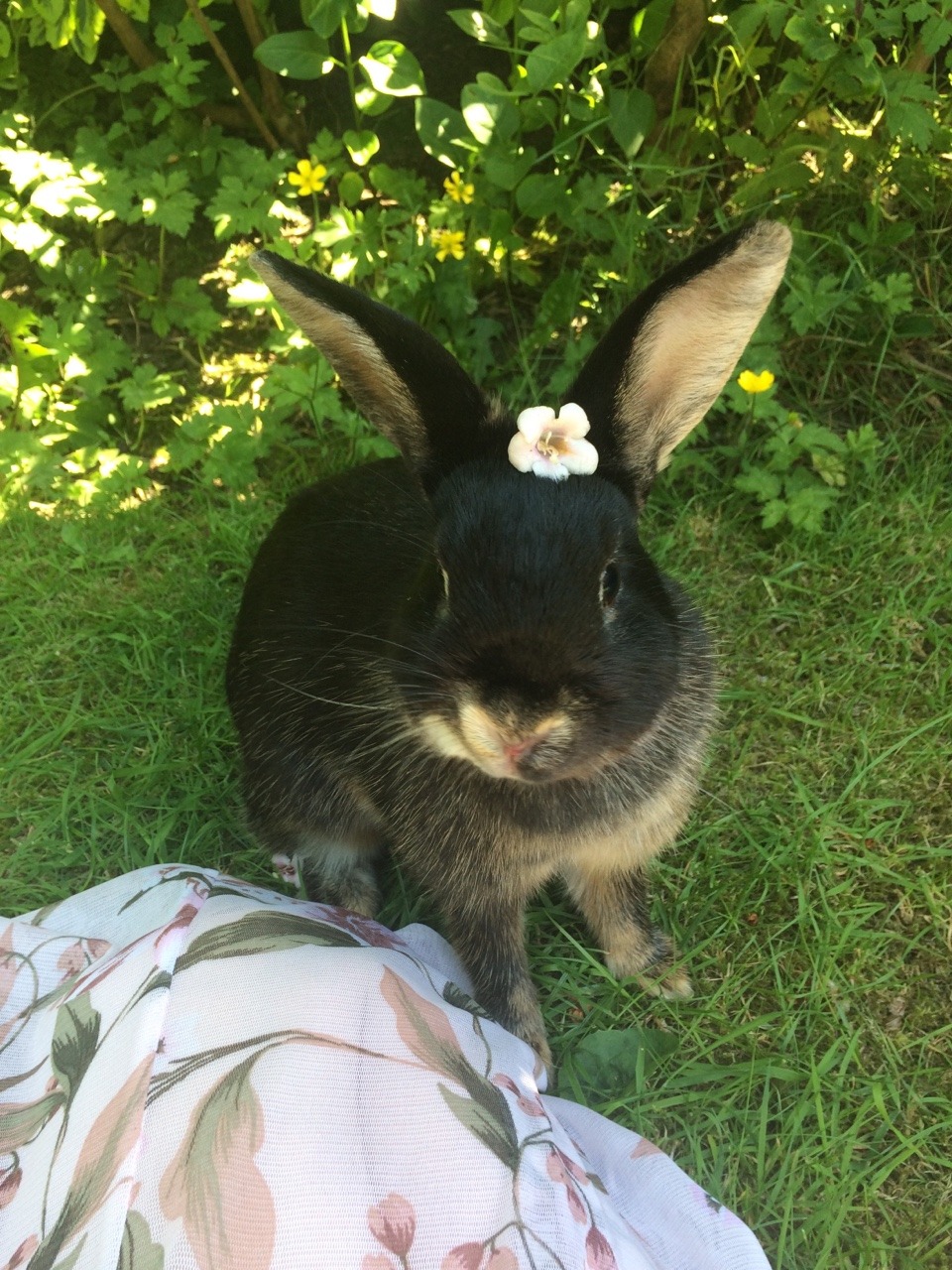 katsworldaway:  loveforrabbits: fairywingstea:  enjoying this rare english sunshine