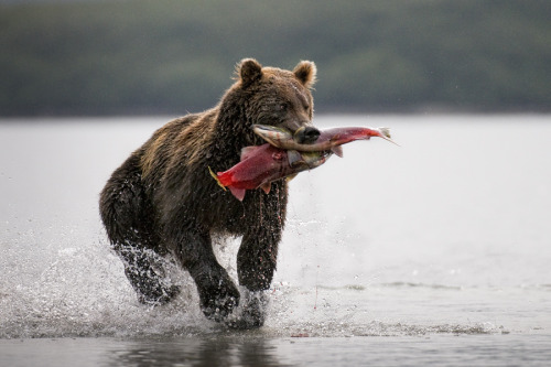 jaws-and-claws:  enough is never enough by *alfred-georg 