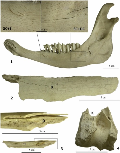 theolduvaigorge: Experimental archaeology in a mid-latitude periglacial context: insight into site f