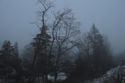 Foggy Mountain Living by elysejankowski on Flickr.