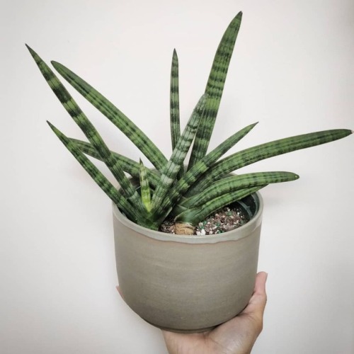 Appreciating new growth on my Starfish Sansevieria - ( 2) one year ago, the baby was but a single sp