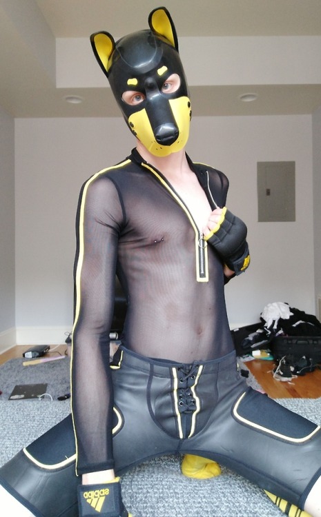 pup-rolo: Serving Kill Bill vibes in my brand new mesh bodysuit *wags wags* If only I had a samauri sword…. 🐶🐾🐕  Thanks to @puppytrick for encouraging me to go for the new purchase. And for the awesome time we’re having while he stays with