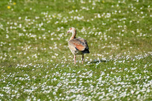 Daisies! It was worth conquering this land