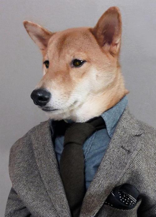 the-absolute-best-posts:  curiousz: Menswear Dog is a 3 year old shiba inu living in NYC with a panache for all things style.