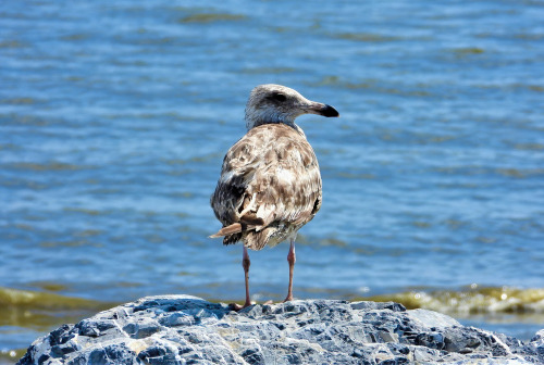 Juvenile herring gull … Port Mahon, Delaware … 8/12/20