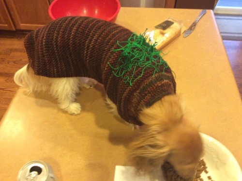 chloesmallz:  My mom was afraid that my dachshund was too easy to be spotted by owls in our backyard, so my grandma made her a sweater so that the dog would look like a piece of grass. I don’t even know how to respond to my family anymore. 