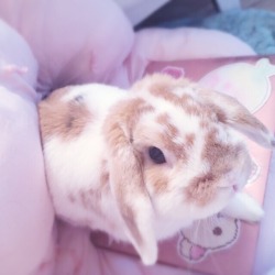 crybbyqueen:  I want this cute lil bun bun
