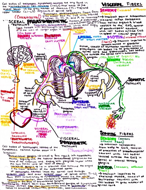 Autonomics and their trajectory in the spinal corddownload my medical school and anatomy notes &