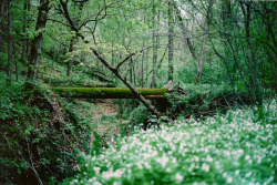 caitlingillam:   forest magic {by Grace Gockel} 