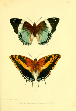 wapiti3:  Lepidoptera Exotica, or Descriptions and Illustrations of Exotic Lepidoptera. 1869-1874 / by Arthur Gardiner Butler. on Flickr. Via Flickr: Publication info London :E.W. Janson,1874. BHL Collections: Smithsonian Libraries explanation of plates