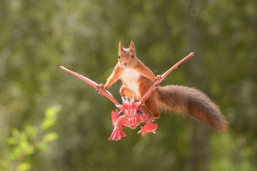 archiemcphee: Squirrels + Games of Thrones = Squirrel Game of Thrones, an awesome wildlife photo project created by Dutch photographer Geert Weggen.  “Game of Thrones” is such an inspiring and wonderful series. I had to create photos of squirrels