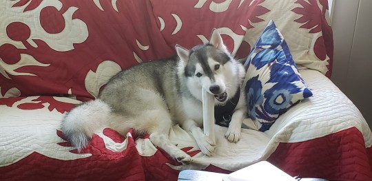 Sex Mahina turned 2 today (May 27th)! We got pictures