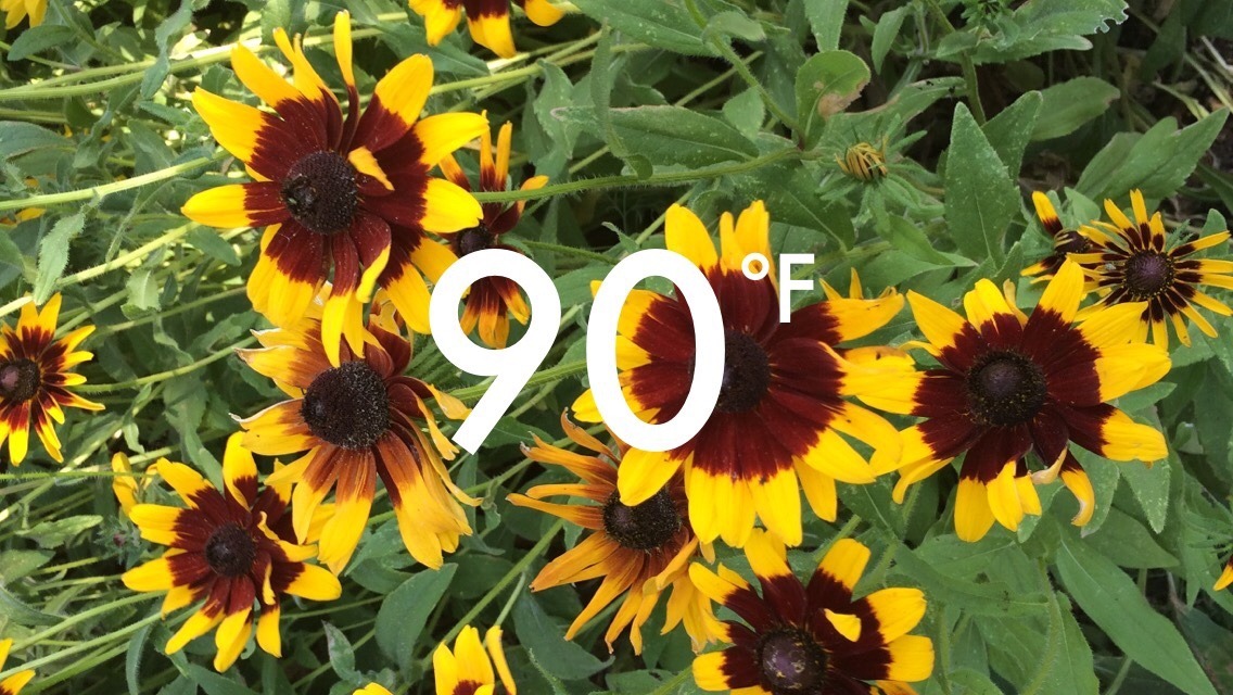 awkwrdkiddo:  I just couldn’t get enough of these flowers  