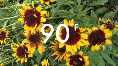 awkwrdkiddo:  I just couldn’t get enough of these flowers  