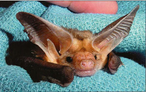 why are bats stigmatized as being creepy?