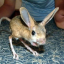 mousseears