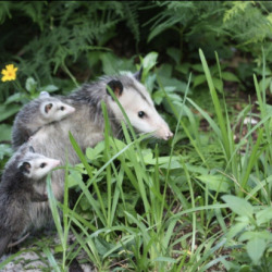 #possum on Tumblr