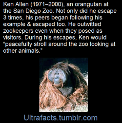 ultrafacts:     Zookeepers were initially stymied over how Ken Allen had managed to escape. They began surveillance of his enclosure to try to catch him in the act, only to find that Ken Allen seemed to be aware that he was being watched for that very