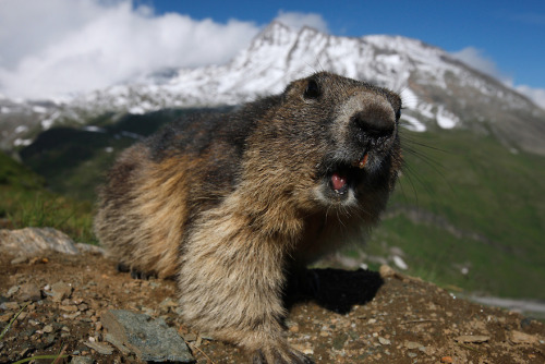 nubbsgalore:  a chance encounter with a curious and friendly marmot while attempting to photograph the tatra mountains of poland, captured by an accompanying photographer. (x)