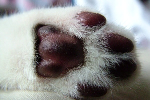 fluffytherapy:  Kitty paw appreciation post.  FURRY FRIDAY