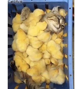 Only Cat .GIFs
