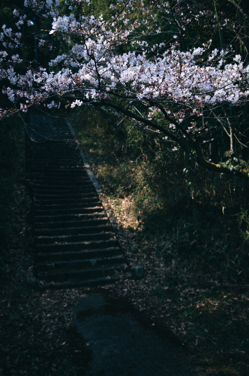 Sakura blossom by Kiyoshi YAMATODANI
