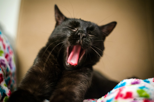 yawning cat