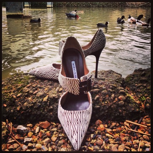 Manolo Blahnik, photooftheday, shoes, fashion, love, fun, duck, monday from HeelsFetishism