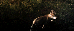 bremmybear:  I want a dire wolf… *pouts*