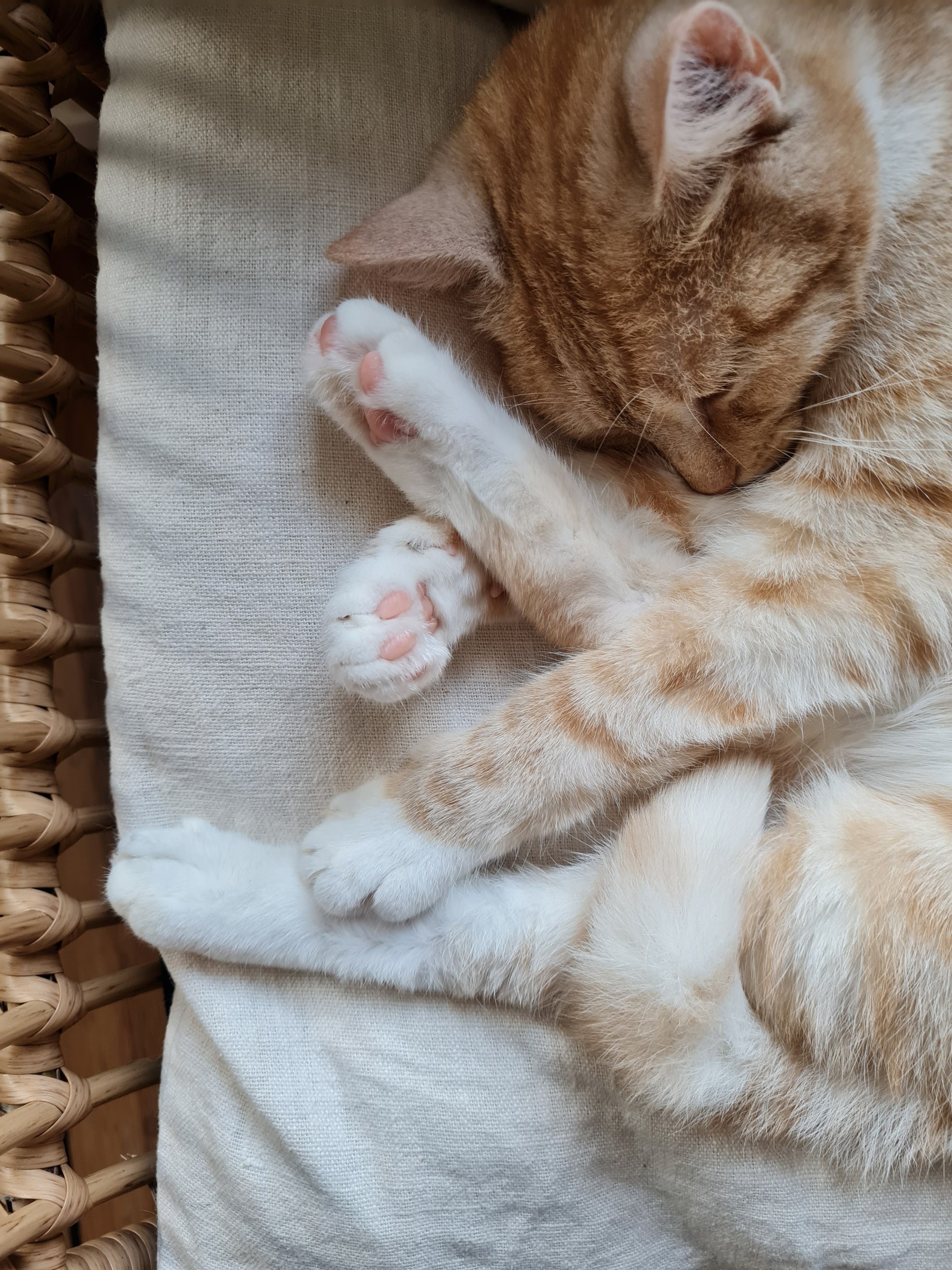 explodinglobsters:beans 🥰
