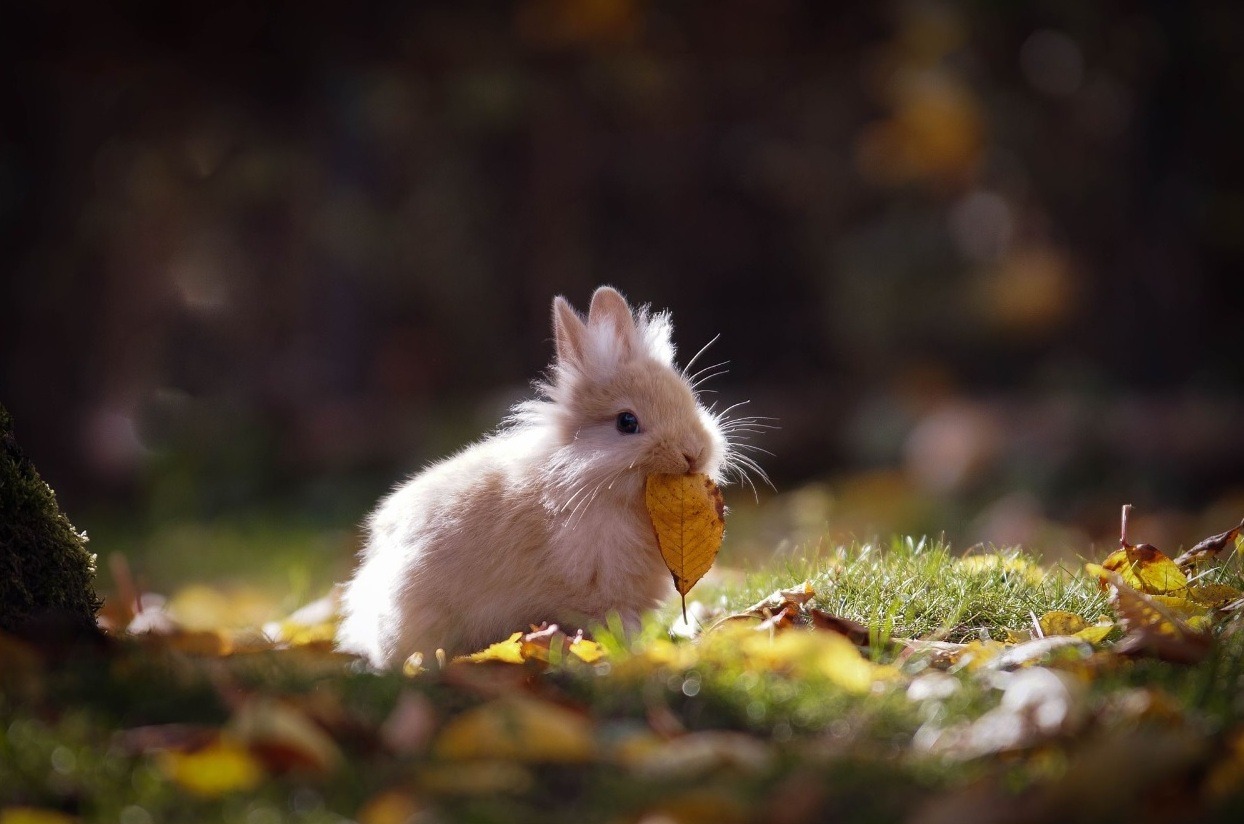 sweetd3lights:   By Eva Marie Pankalla   