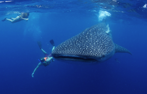 XXX  awkwardsituationist:photos by shawn heinrichs photo