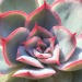 xeptum: