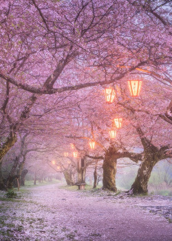 coiour-my-world: Sakura ~ by Daniel Kordan