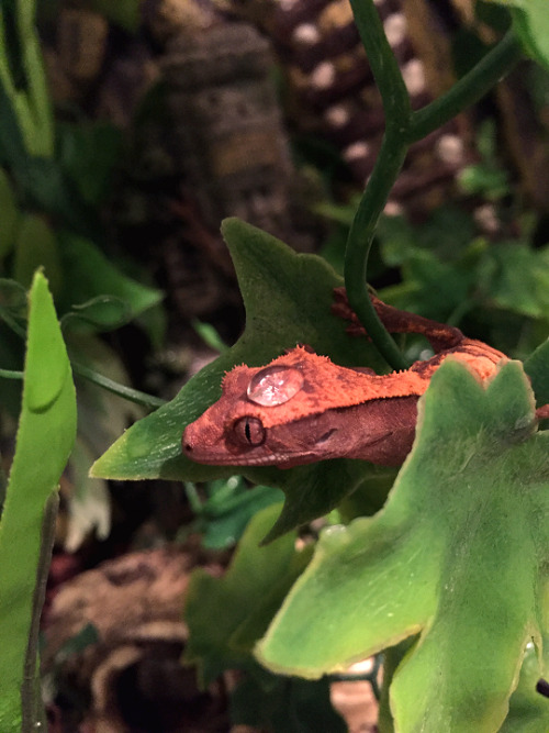 livelyspaghetti:This is the Gecko King. Reblog within the next 14 seconds for lizards to manifest ph