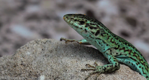 headlikeanorange:  Formentera wall lizard (Day’s Edge Productions) 