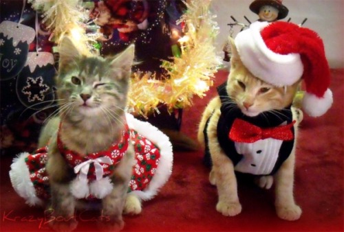 Tomorrow is Christmas Eve, so here are more good pictures of cats enjoying the holidays!!!