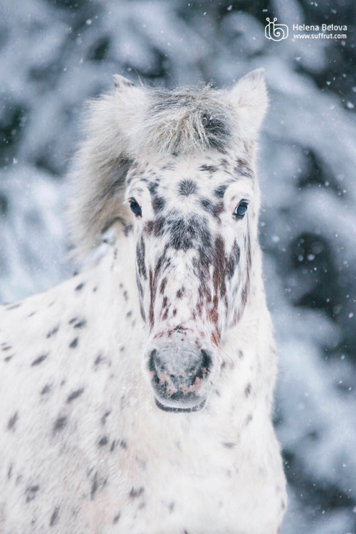 beautifulklicks:  Winter Shamrock Helena