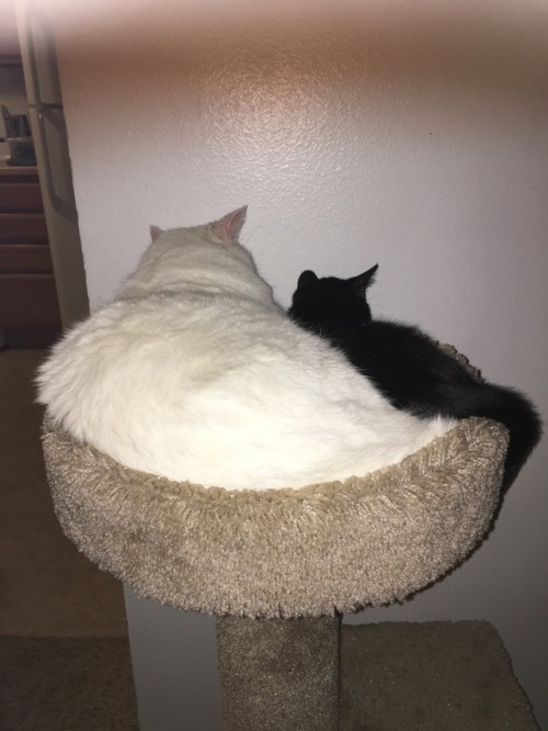 unflatteringcatselfies:  These are my babies, Powder and Rari. They are opposites in every way. Rari is black, energetic, and tiny while Powder is white, lazy, and… ‘big boned’. As you can see, they like sleeping together. :)